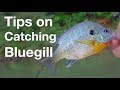 Tips on Catching Bluegill for Catfish Bait