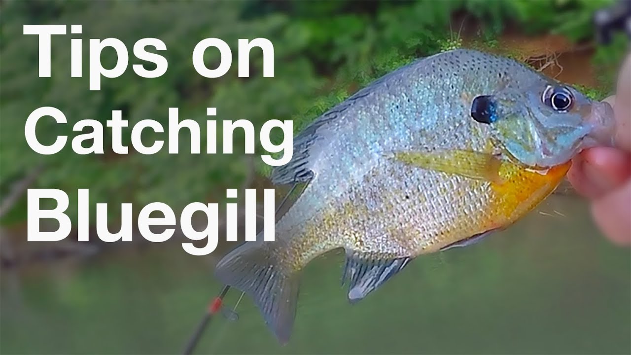 Tips on Catching Bluegill for Catfish Bait 
