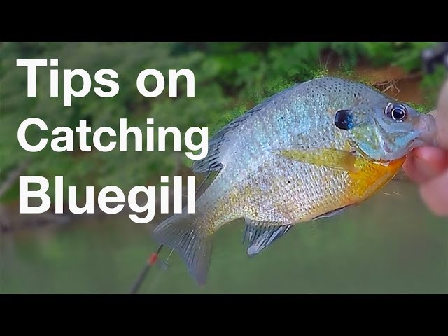 Tips on Catching Bluegill for Catfish Bait 