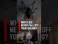 Why Flies Never Fall Off Your Ceiling 🤯