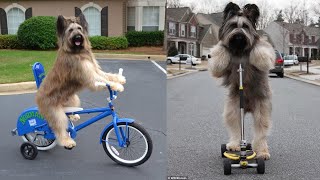 AMAZING! CUTE AND LOVABLE BRIARD DOGS VIDEOS! ‍