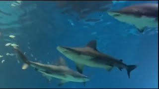 Midweek Moment of Calm from Shark Realm 🦈