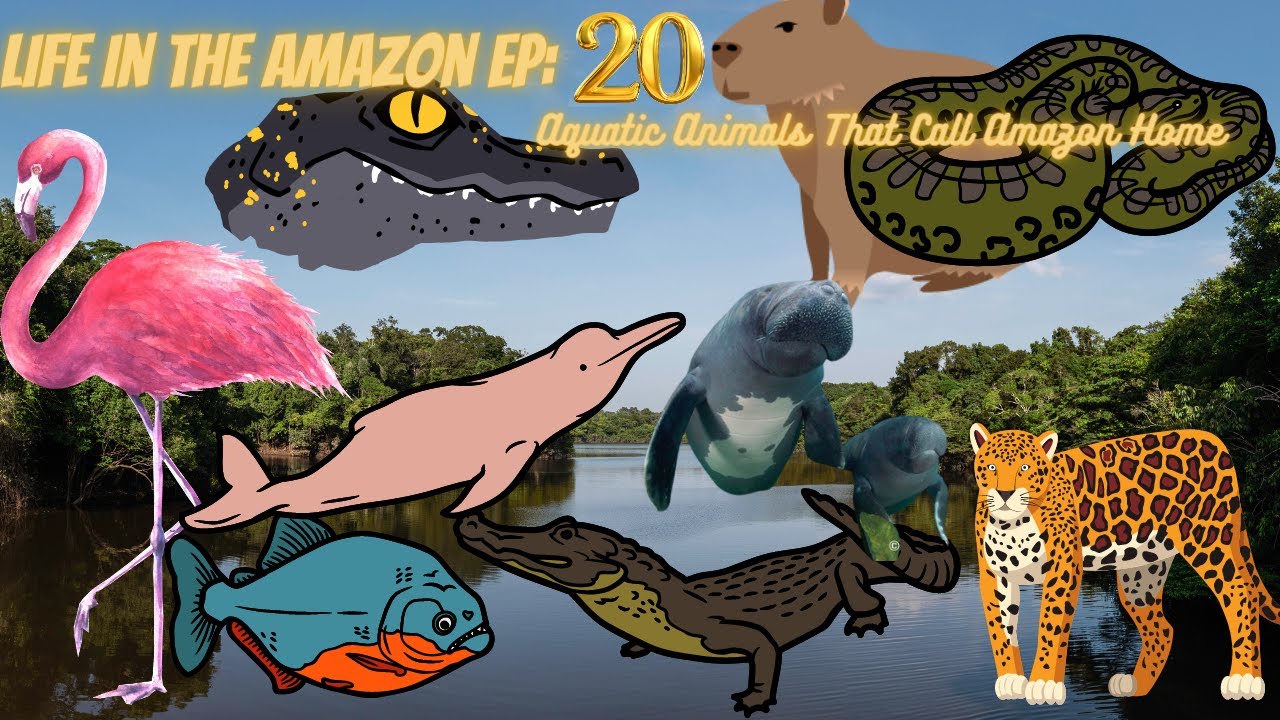 Life In The Amazon Ep. 20: Aquatic Animals That Call Amazon Home - YouTube