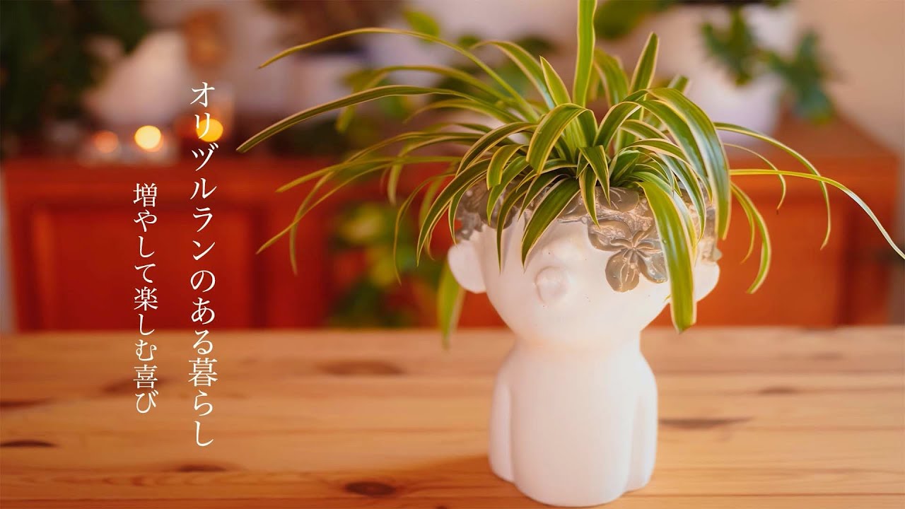 オリヅルランのある暮らし｜子株で増やす｜心地いいボタニカルな部屋