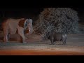 Angry elephant  rhino junglefight night  a big deep woundviral youtube.youtubeanimallife