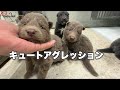 自称世界一可愛いローズウルフの子犬をご覧ください