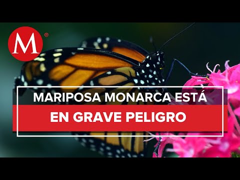 Video: 7 cosas que puede hacer para ayudar a la migración de la mariposa monarca