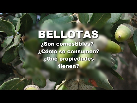 Video: Las Propiedades Curativas De Las Castañas Y Bellotas: Cómo Usarlas