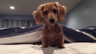Funny Dachshund Moments Compilation