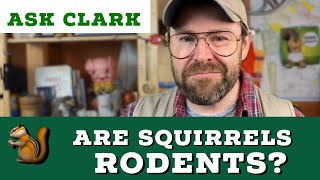 Are squirrels rodents?