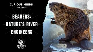 Why Beavers Are Nature’s River Engineers | Curious Minds Explains