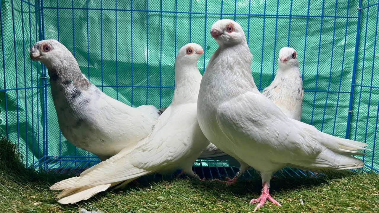 غيه حمام للبيع كل انواع الحمام 🕊️