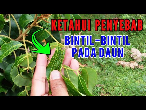 Video: Bintik-bintik pada daun ungu: penyebab dan eliminasi