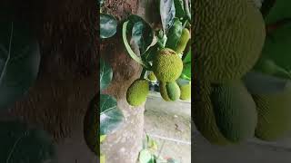 #Thai jackfruit all time #sorts vedio
