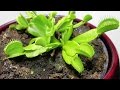 Growing Venus flytrap - time lapse video