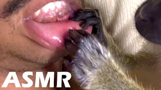 ASMR Monkey Grooming (compilation) Oddly satisfying relaxing meditation