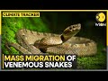 Mass migration of venemous snakes: Study, migration to take place around 2070 | WION Climate Tracker