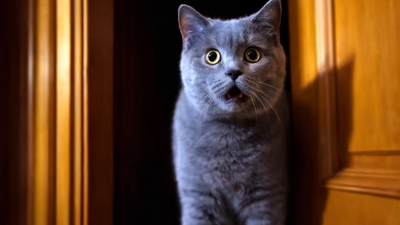 You Will Laugh So Hard 😹 Funniest Naughty Cats Ever | Cute Cat Compilation 2026 #catvideos #funny