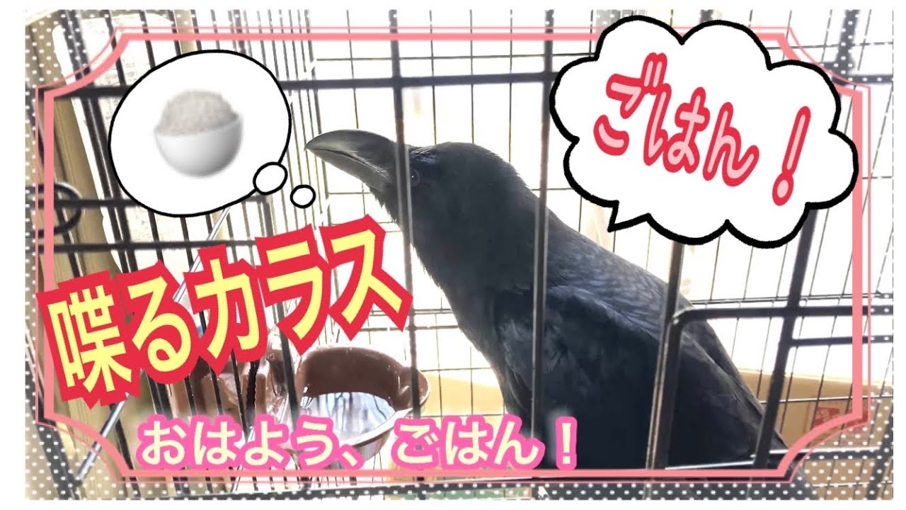 【喋るカラス】 おはよう、ごはんと言ってごはんをおねだりするカラスのハッピー - YouTube