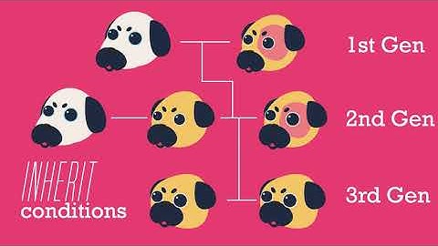 Endangered Species | Environment & Ecology | Biology | FuseSchool