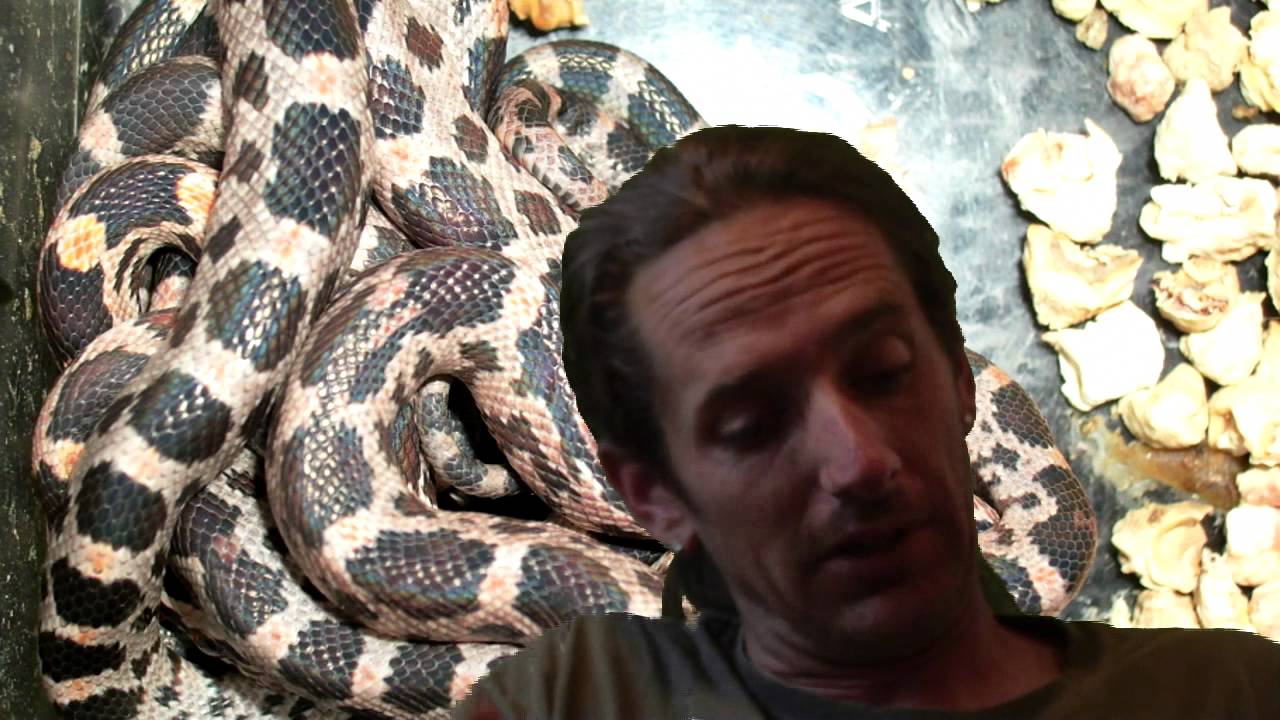 lizard skin grips Reptile News: Alligator chomps woman in half.