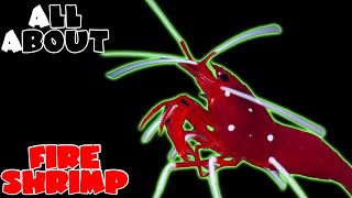 All About The Fire Shrimp or Blood Red Fire Shrimp