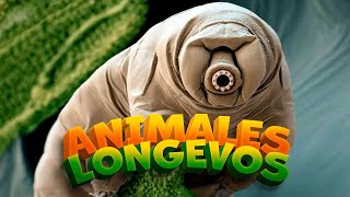 TOP 10 ANIMALES MAS LONGEVOS DEL MUNDO