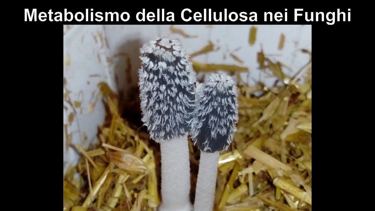 Metabolismo della Cellulosa nei Funghi 