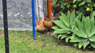 Bokken And Krumb 🐔 Mid Morning Rest Time