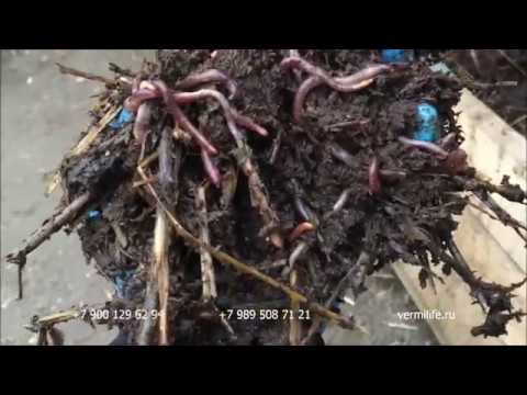Калифорнийский червь в теплице и биогумус  из отходов лука 04 12 17