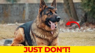 6 Mistakes You Must NEVER DO to Your German Shepherd