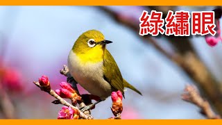 台灣在地的療癒小精靈綠繡眼的奇幻冒險【動物圖鑑】【台灣鳥傳奇】
