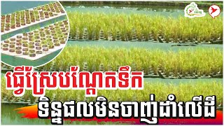 ធ្វើស្រែបណ្ដែតទឹក ទិន្នផលមិនចាញ់ដាំលើដី | កម្មវិធិកសិកម្ម