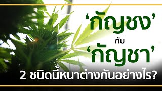 ‘กัญชง’ กับ ‘กัญชา’ 2 ชนิดนี้หนาต่างกันอย่างไร?