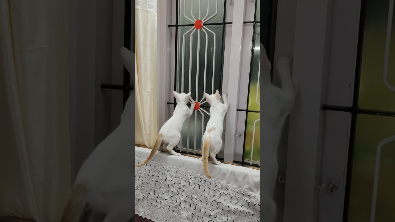 babycats trying to climb window 😜 