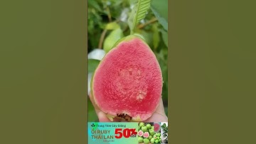 Giống Ổi Ruby Ruột Đỏ HOT Nhất Năm 2025 – Trái Sai, Ngọt Lịm!