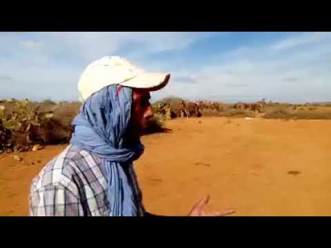 الرعي الجائر