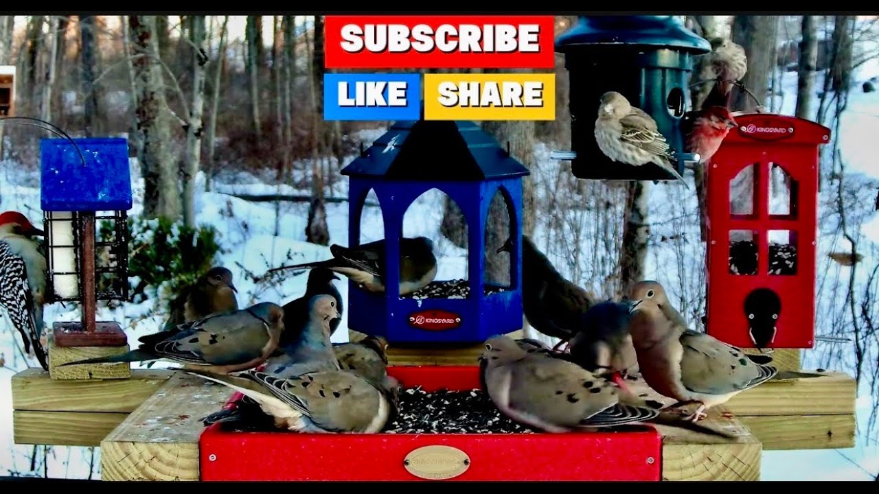 4K Live  Bird Feeder cam - Finches,  Rose-Breasted Grosbeaks, Cardinals, Orioles & more
