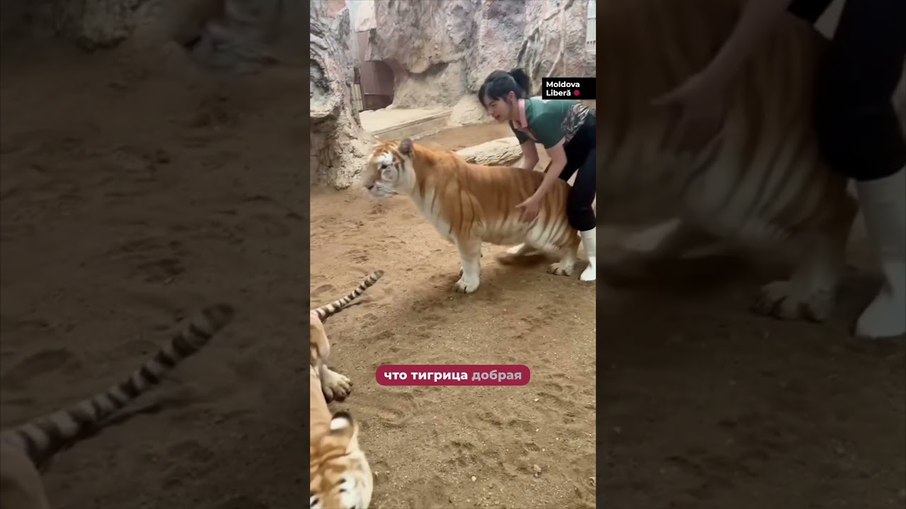 В сетях появилась новая пушистая звезда — золотая тигрица Ава 