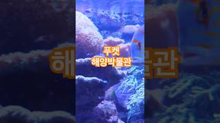 🌊 푸켓 해양박물관, 바다의 비밀을 탐험하다! 🐠상세내용 캡션확인✨