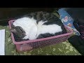 猫が100均グッズを好き過ぎて辛いｗ～I like too the 100 average goods cat.