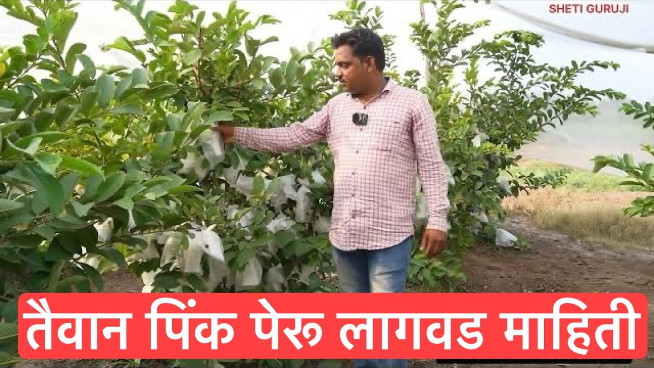 तैवान पिंक पेरू लागवड / सध्या तरी शेतकऱ्याला हमखास उत्पन्न देणारे पिक /Taivan pink Peru mahiti