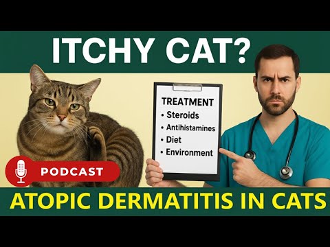 ITCHY CAT How to Spot Treat Atopic Dermatitis in Cats