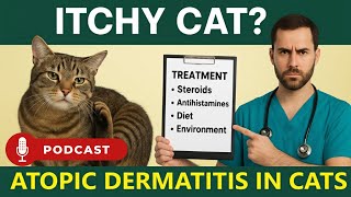 😺 ITCHY CAT? 🐾 How to Spot & Treat Atopic Dermatitis in Cats!
