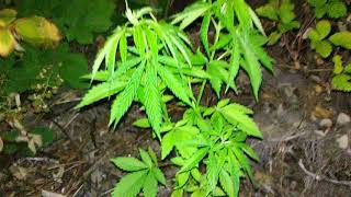 2019 Outdoor Lava Cake Cannabis Grow