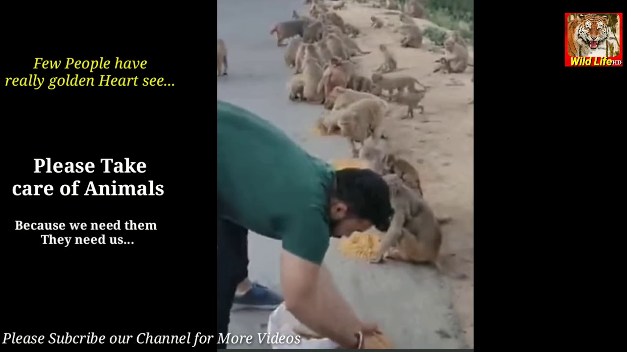 Animals need to take care 