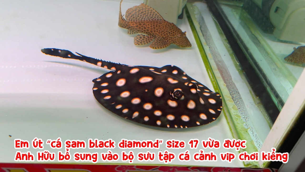 Em út “cá sam black diamond” size 17 vừa được Anh Hữu bổ sung vào bộ sưu tập cá cảnh vip chơi kiểng