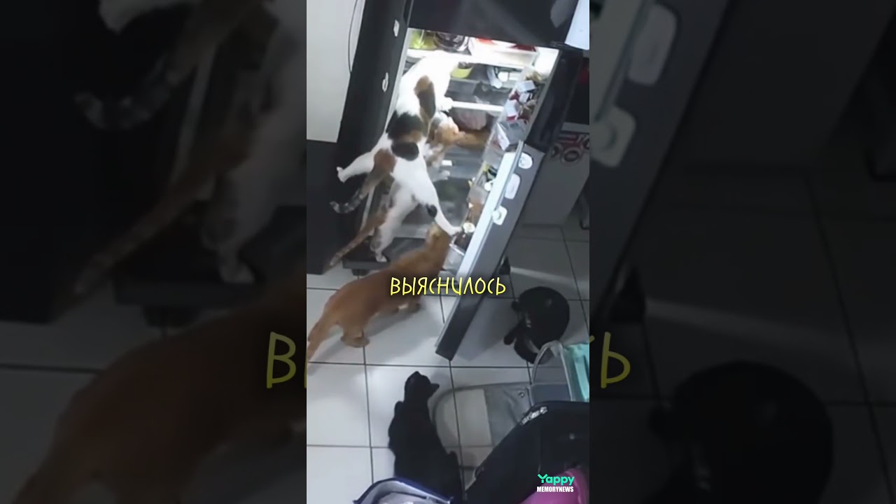 Хитрые Коты Забрались В Холодильник 😂