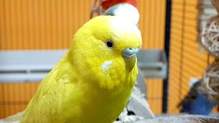 budgie sounds for relaxation