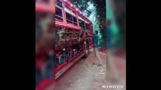 Kalani tiger bus